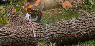 Belhaven, NC Tree Services Company