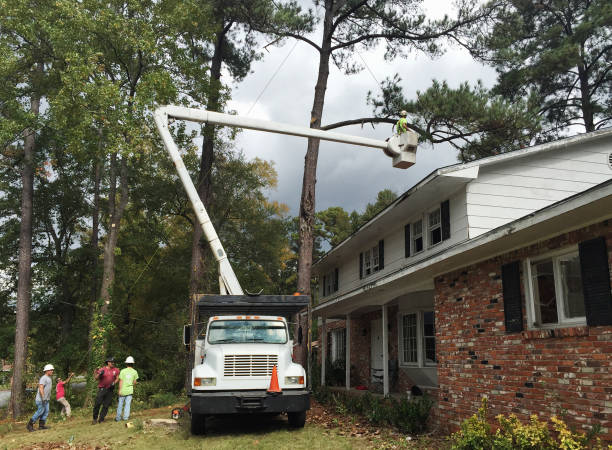 Best Tree Preservation Services  in Belhaven, NC