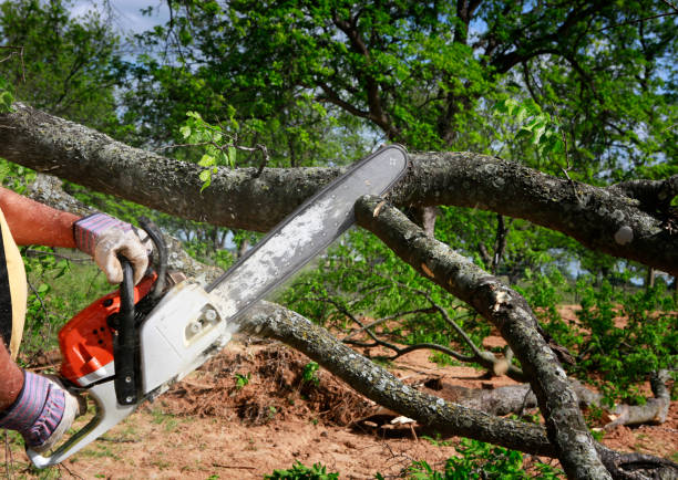 How Our Tree Care Process Works  in  Belhaven, NC